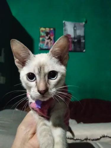 Doação responsável gatinha amorosa mansinha castrada 