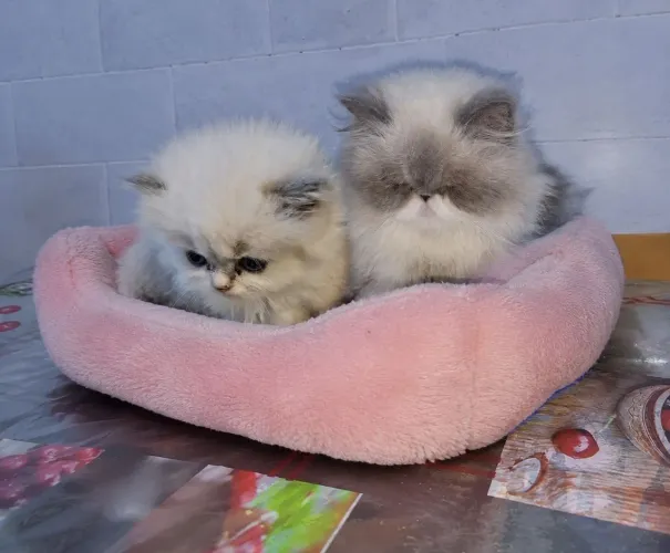 Gata persa fêmea com 42 dias olhos azuis, cinza