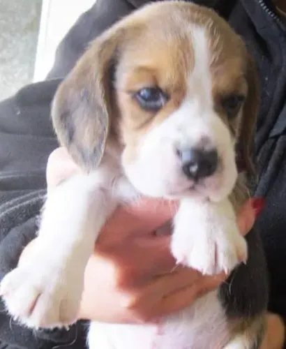 Beagle Mini Filhotes Super Brincalhões.