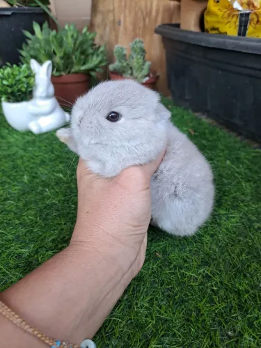 Mini Coelhos hamster e porquinho da india
