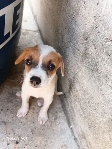 Doação cachorro filhote macho * 