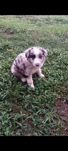 Filhote de border collie.