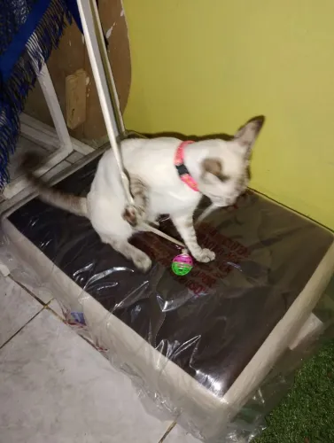 Cama de pet