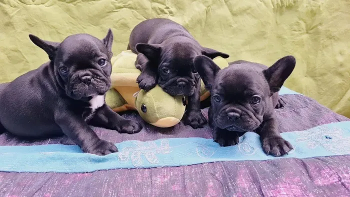 Filhote de Bulldog francês