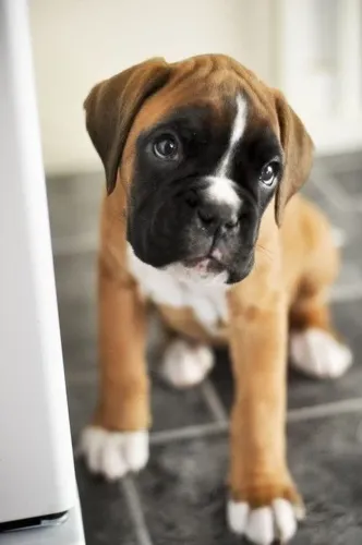 Filhotes Boxer Lindos Bebês Disponivel
