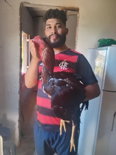 Vendo Galo Índio Gigante vendo por motivo de viagem medindo 1 metro 1 ano idade