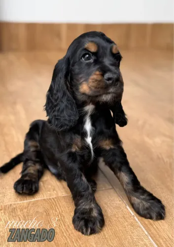 Filhotes de Cocker Spainer