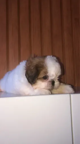 Shih tzu macho