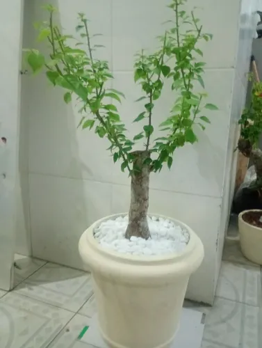 Buganville rosa