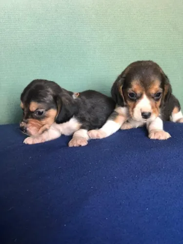 Filhotes de Beagle | Doçura garantida.