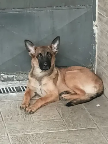 Cachorro pastor alemão