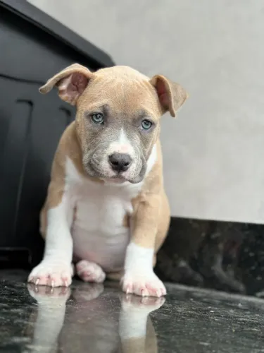 Filhote de American Bully