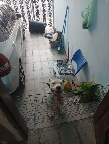 Adoção pit bull