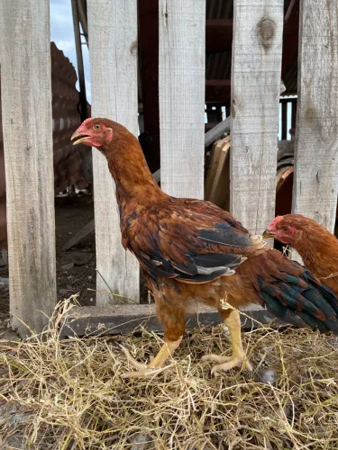 Casal Caipira Balão, GLC