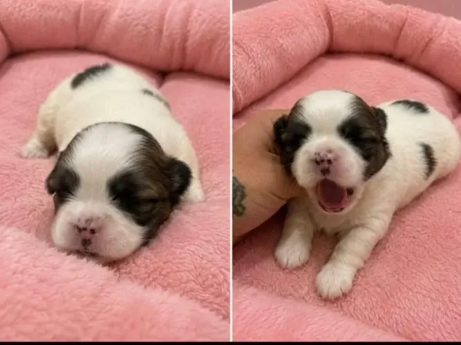Cachorro