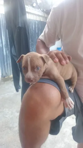 Vendo filhote de Pit Bull