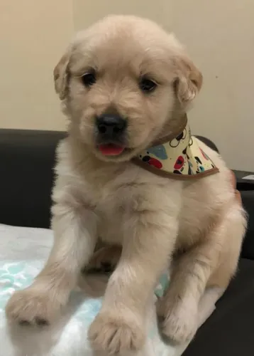 Vendo filhotes de Golden Retrivier pura raça