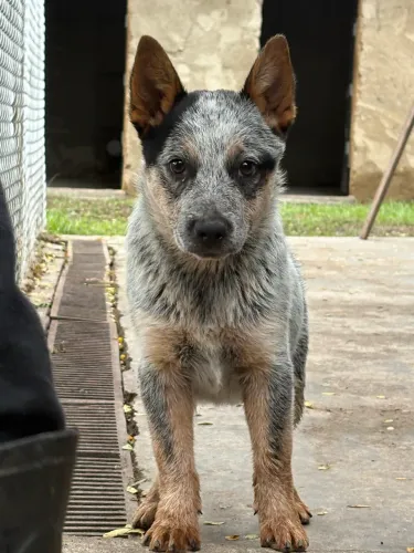 BLUE HEELER MACHO 