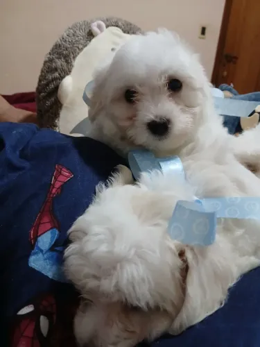 Lindíssimos bebês maltês machinhos pronta entrega em Sorocaba SP 