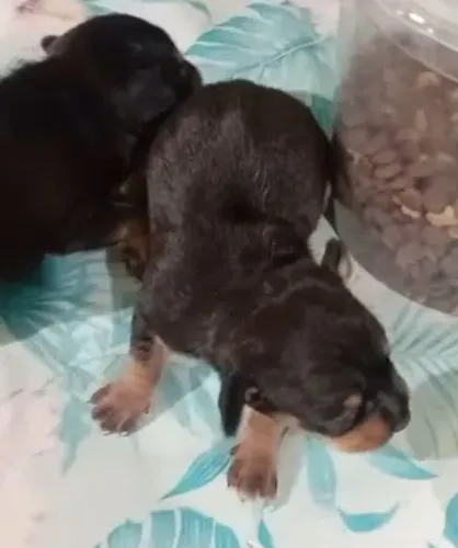 filhote de pinscher 
