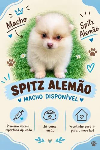 Spitz alemão macho