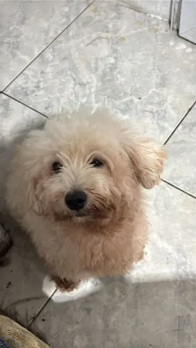 FILHOTES POODLE TOY
