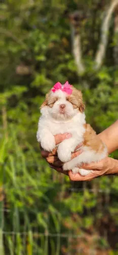 Shih-tzu Femea Fofura