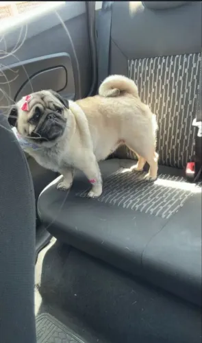 Pug fêmea adulta 3 anos leia a descrição