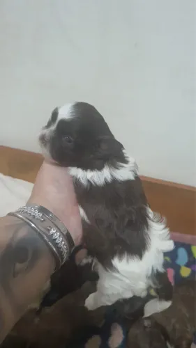Shih tzu fêmea branca com chocolate 