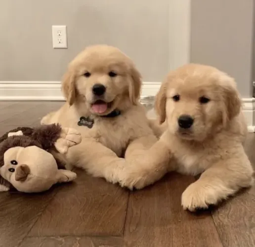 Neném golden retriever com contrato de garantia e linhagem selecionada