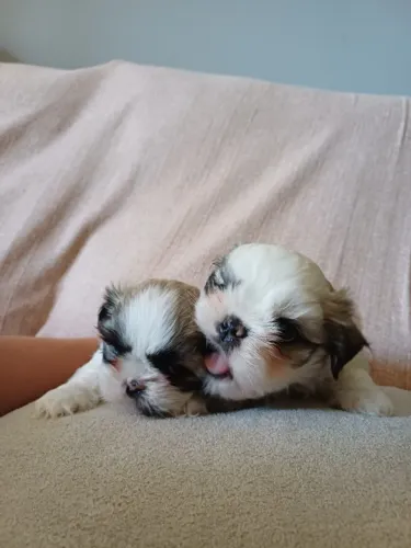 Filhote mini raca pura Shihtzu 1 macho e 1 femea