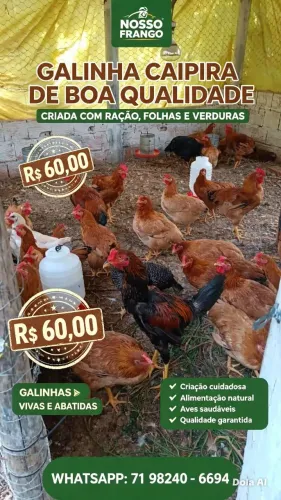 Galinha caipira