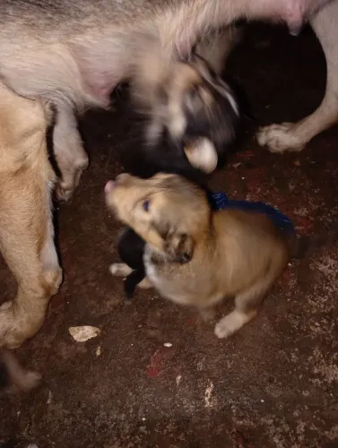 Cachorro ?
