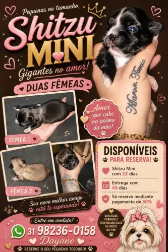 SHITZU MINI DISPONÍVEL PARA RESEVA