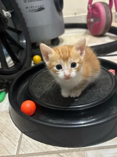 Gatinhos pra adoção!