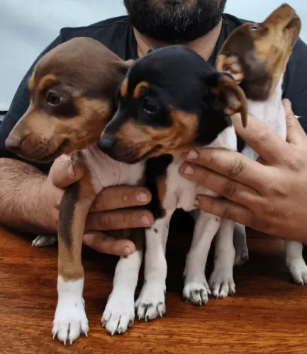 FOX PAULISTINHA (Terrier Brasileiro)