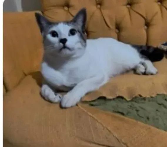Gatinho manhoso