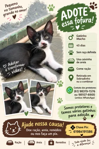 Doação de filhotes de gato