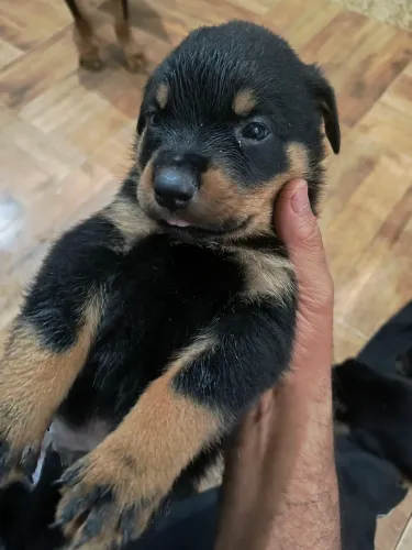 Rottweiler filhote