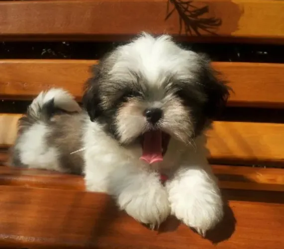 Promoção! Vendo 1 lindo filhote da raça Lhasa apso
