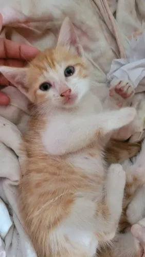 Gatinho laranjinha 