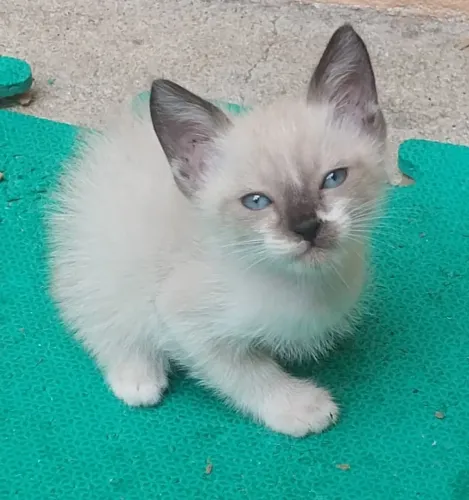 Filhotes de gato fofinhos para adoção responsável