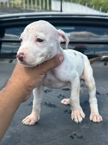 Venda de pitbull