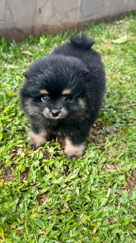 Spitz machinho