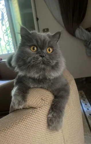 Gatinho persa cinza 