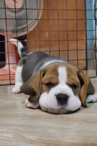 Seu novo melhor amigo é um Beagle!
