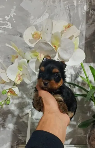 Yorkshire mini dono da situação 