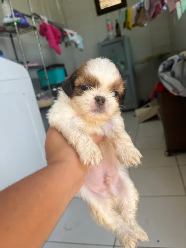 Shitzu macho puro