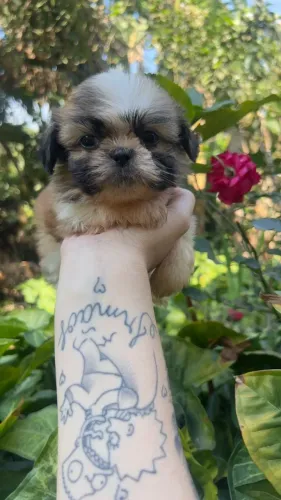 Seu Próximo Melhor Amigo Pode Ser Shih Tzu