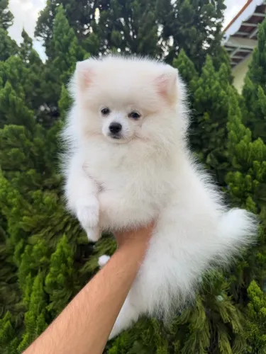 Lulu da pomerânia anão fêmea pelagem branca pedigree CBKC
